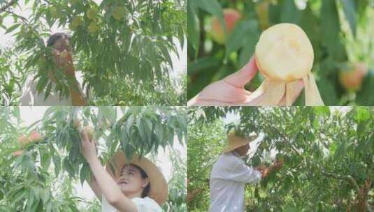 阳山水蜜桃 水蜜桃产地 水蜜桃采摘高清在线视频素材下载