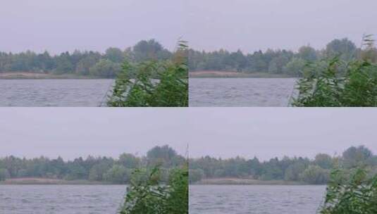 自然树林芦苇湖桥全景横移高清在线视频素材下载
