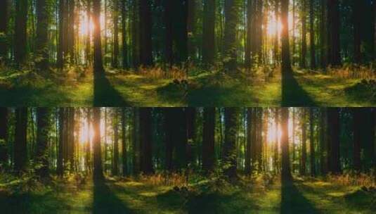 4K-逆光下的森林、阳光照进树林高清在线视频素材下载
