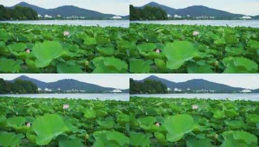 夏天南京紫金山玄武湖荷塘的湖光山色风光高清在线视频素材下载