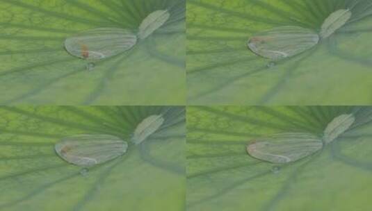 莲花秘境：小鱼游弋于水滴构成的微观宇宙高清在线视频素材下载