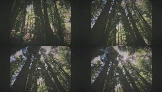 中午8毫米电影风格的森林中的红杉树高清在线视频素材下载