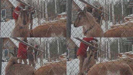 男人，女人，雪，山羊高清在线视频素材下载