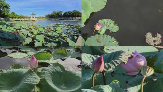 池塘荷花高清在线视频素材下载