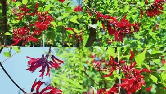 合集组镜龙牙花牙花花朵花象牙红龙芽花高清在线视频素材下载