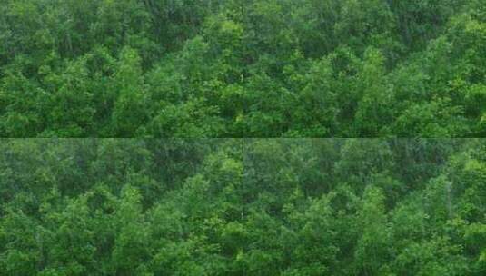 下雨天雨景雨季雨水高清在线视频素材下载