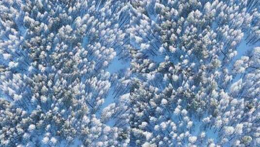 森林俯拍雪松雾凇大兴安岭冬天高清在线视频素材下载