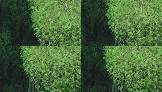 武汉东湖磨山景区高清在线视频素材下载