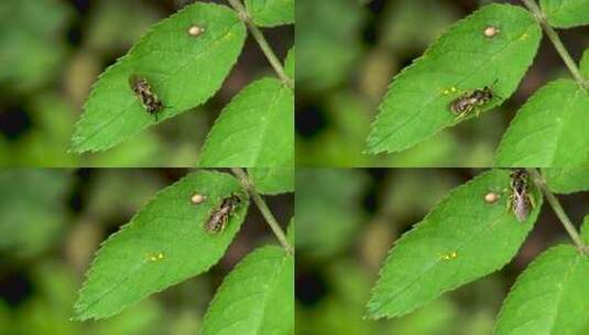 蜜蜂 昆虫 夏天高清在线视频素材下载