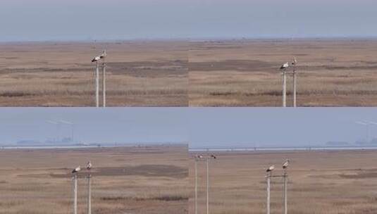筑巢的东方白鹳高清在线视频素材下载