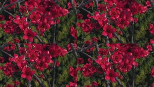 盛开的红色木棉花特写高清在线视频素材下载