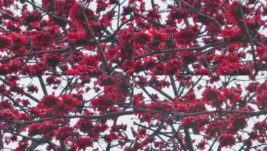 盛开的红色木棉花特写高清在线视频素材下载