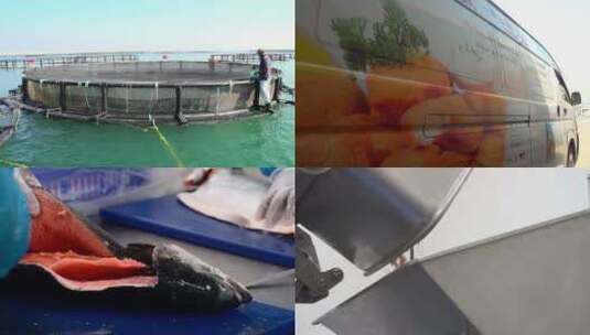 鱼类 养殖 宣传片 鱼肉 制品 加工高清在线视频素材下载