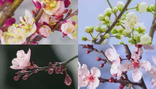 梅花、樱花、桃花延时开花绽放高清在线视频素材下载