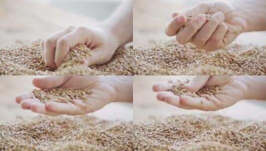 小麦麦粒从手中掉落高清在线视频素材下载