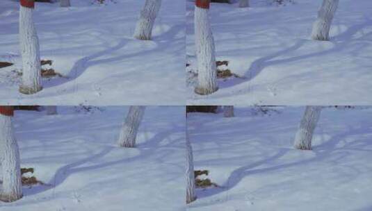 树林树木积雪雪景高清在线视频素材下载