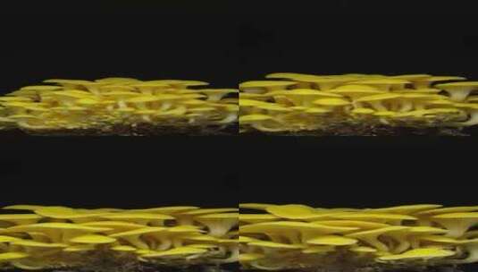 种植牡蛎蘑菇从土壤中升起垂直视频延时4k高清在线视频素材下载