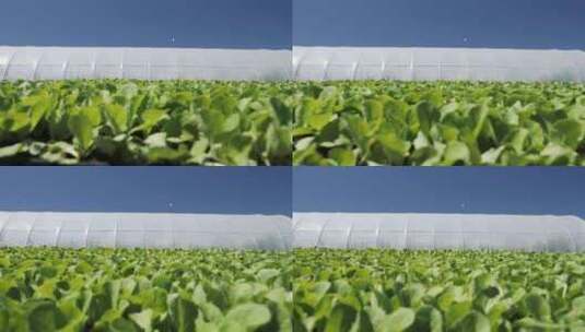温室附近的卷心菜幼苗上的摄像机运动高清在线视频素材下载