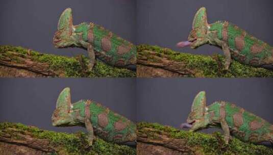 蜥蜴 爬行动物 变色龙 野生动物高清在线视频素材下载