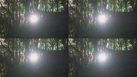 森林秘境逆光光影高清在线视频素材下载