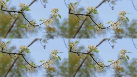 梨花/豆梨花高清在线视频素材下载