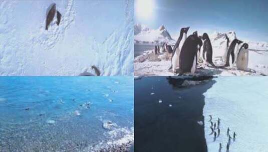 企鹅大合集-南极动物高清在线视频素材下载