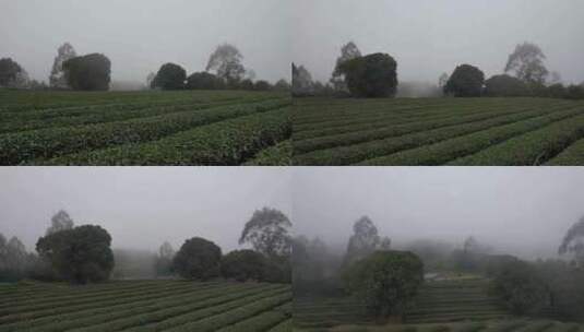 雨雾天的茶园高清在线视频素材下载