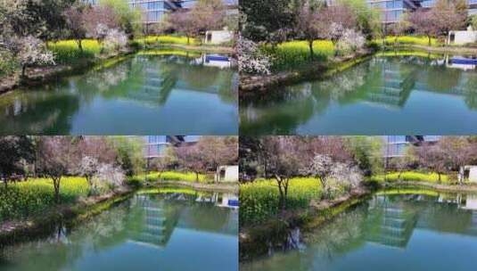 杭州阿里巴巴西溪园区春天鲜花盛开高清在线视频素材下载