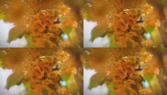 猕猴桃花开高清在线视频素材下载