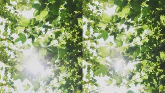 阳光透过树叶绿叶枫叶高清在线视频素材下载