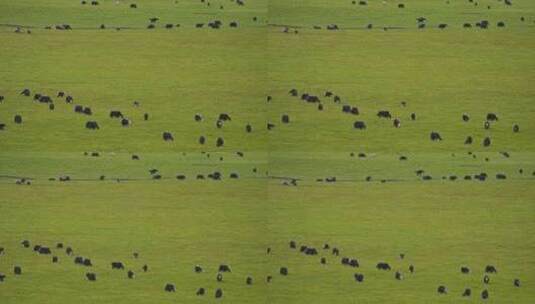 祁连山草原上的牦牛群高清在线视频素材下载