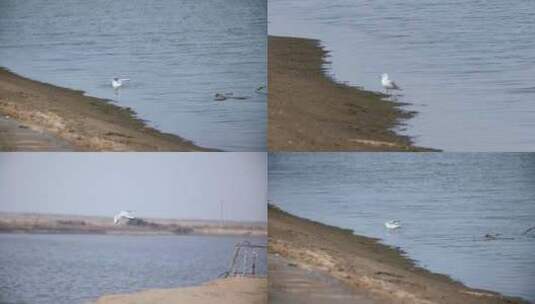 海边海鸥飞翔湖边水鸟海鸟捕鱼生态湿地高清在线视频素材下载