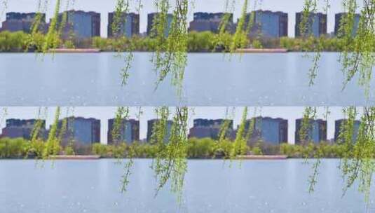北京春天玉渊潭公园湖面蓝天柳树樱花风光高清在线视频素材下载