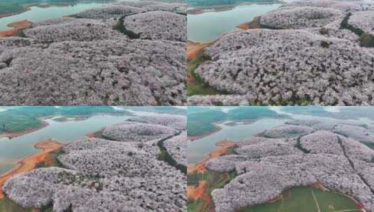 4K航拍安顺平坝区樱花盛开风景高清在线视频素材下载