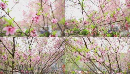 开花 花朵 春暖花开 春天桃花 粉色 花高清在线视频素材下载