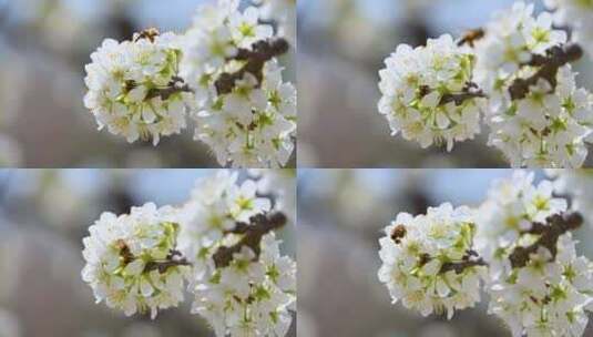 春天阳光下盛开的白色梨花蜜蜂采蜜高清在线视频素材下载