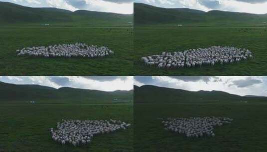 祁连山草原上的羊群高清在线视频素材下载