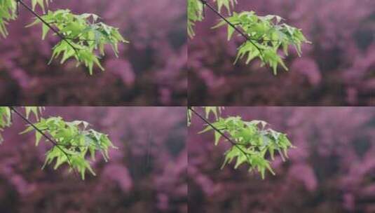 雨中的枫叶高清在线视频素材下载