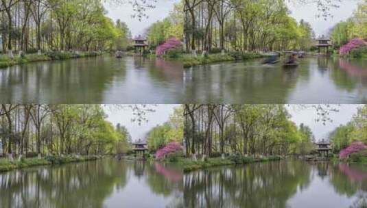 杭州西湖 茅家埠 春天 桃红柳绿 延时高清在线视频素材下载