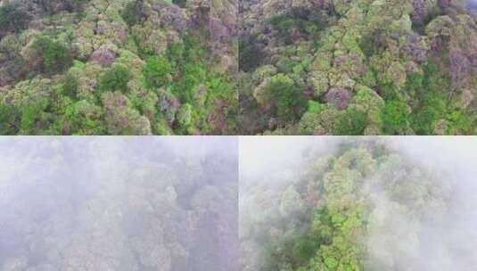 鸟瞰森林花开高清在线视频素材下载