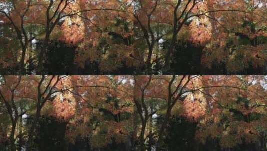 秋天高校校园逆光唯美枫叶阳光意境高清在线视频素材下载