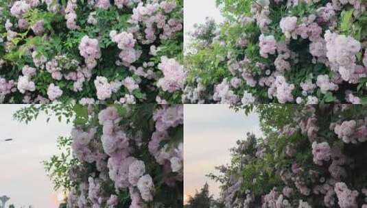 仰视蔷薇花丛横摇落日余晖高清在线视频素材下载