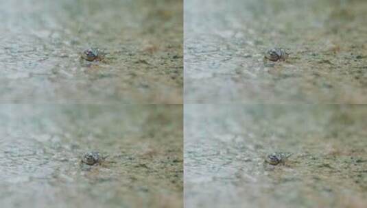 小蜗牛运动移动高清在线视频素材下载