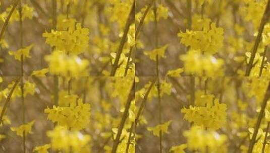 黄色连翘灌木的特写镜头高清在线视频素材下载