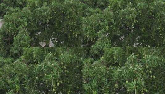 树上未成熟的芒果航拍高清在线视频素材下载