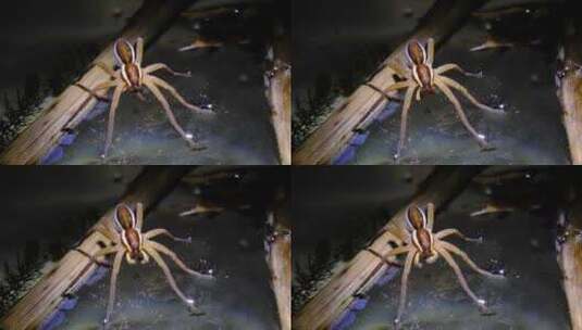 微距拍摄蜘蛛高清在线视频素材下载