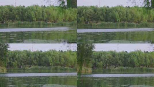 自然树林芦苇湖全景横移高清在线视频素材下载