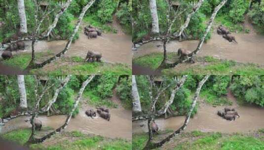 西双版纳雨林野象群高清在线视频素材下载