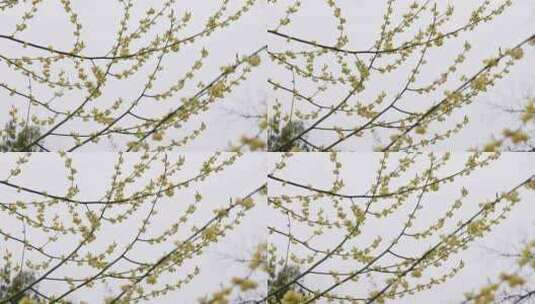 农村山胡椒植物高清在线视频素材下载