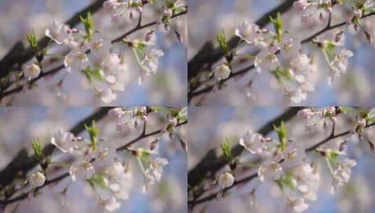 实拍杭州三月春天樱花盛开-樱花特写高清在线视频素材下载